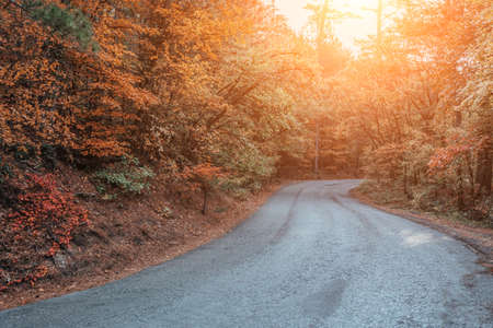 Autumn forest. Mystic charming enchanting landscape with a road in the autumn forest and fallen leaves on the sidewalk Colorful landscape with trees, rural road, orange and red leaves, sun. Travel.の写真素材