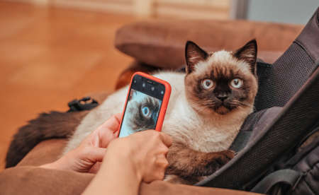 pets, morning, comfort, rest and people concept - happy young woman with cat at home. Scottish cat. Color Chocolate Hello.の写真素材