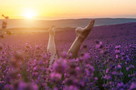 Selective focus. The girls legs stick out of the bushes, warm sunset light. Bushes of lavender purple in blossom, aromatic flowers at lavender fields of the French Provence near Valensole.の写真素材