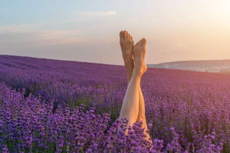 Selective focus. The girls legs stick out of the lavender bushes, warm sunset light. Bushes of lavender purple in blossom, aromatic flowers at lavender fields of the French Provence near Valensole.の写真素材