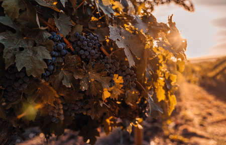 Ripe blue grapes growing in vineyard at sunset time, selective focus. Vineyards grape at sunset in autumn harvest. Winemaking concept. Beautiful grapes ready for harvest. Golden evening lightの写真素材