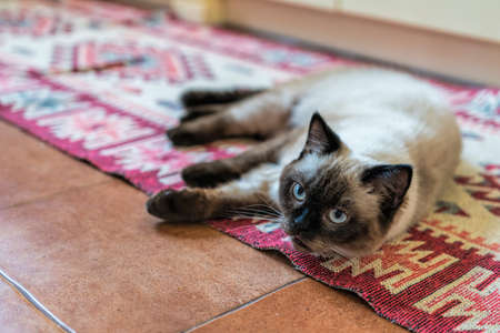 pets, morning, comfort, rest and people concept - happy young woman with cat at home. Scottish cat....