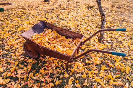 Yellow and orange Leafs on Empty wooden swings in the park on autumn day. Yellow foliage on the ground, sunny weather. concept of an travel, relax, active and healthy life in harmony with natureの写真素材