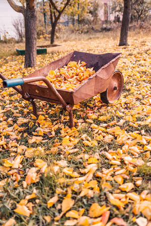 Yellow and orange leaves on an old rusty wheelbarrow in the park on an autumn day. Yellow foliage on the ground, sunny weather. the concept of travel, active and healthy life in harmony with nature.の写真素材