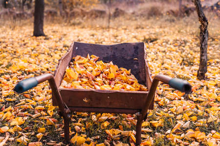 Yellow and orange leaves on an old rusty wheelbarrow in the park on an autumn day. Yellow foliage on the ground, sunny weather. the concept of travel, active and healthy life in harmony with nature.の写真素材