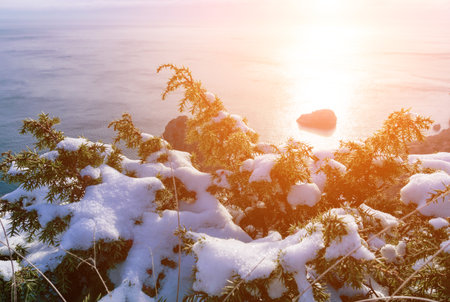 Juniper branches and cones under snow and ice, illuminated by sunlight. Juniperus oxycedrus. Winter time. juniper berries under snow. The concept of calmness, silence and unity with nature.の写真素材
