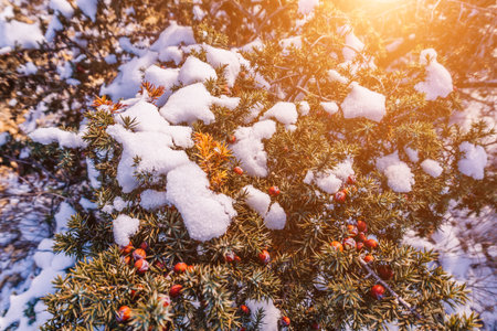 Juniper branches and cones under snow and ice, illuminated by sunlight. Juniperus oxycedrus. Winter time. juniper berries under snow. The concept of calmness, silence and unity with nature.の写真素材