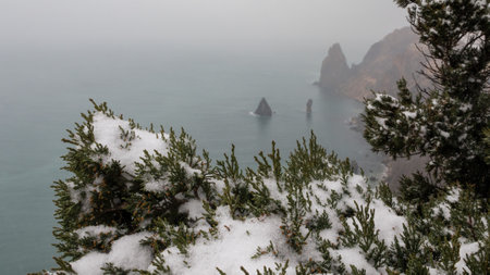 Juniper branches and cones under snow and ice, on overcast snowy day. Juniperus chinensis. Winter...