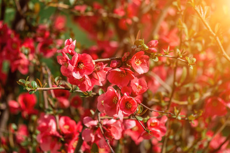 red Japanese quince or Maules quince flowering blooming in the spring, scientific name - Chaenomeles japonica.の写真素材