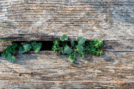 Pale faded brown and cool blue reclaimed pine wood surface with aged boards and freesh green plants....
