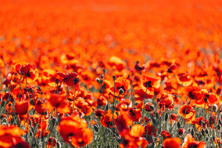 Large Field with red poppies and green grass at sunset. Beautiful field scarlet poppies flowers with selective focus. Red poppies in soft light. Glade of red poppies. Soft focus blur. Papaver sp.の写真素材