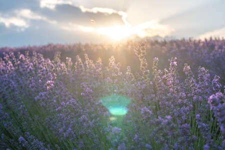 Close up Lavender flower blooming scented fields in endless rows on sunset. Selective focus on Bushes of lavender purple aromatic flowers at lavender fieldsの写真素材