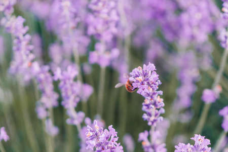 Close up Lavender flower blooming scented fields in endless rows on sunset. Selective focus on Bushes of lavender purple aromatic flowers at lavender fieldsの写真素材