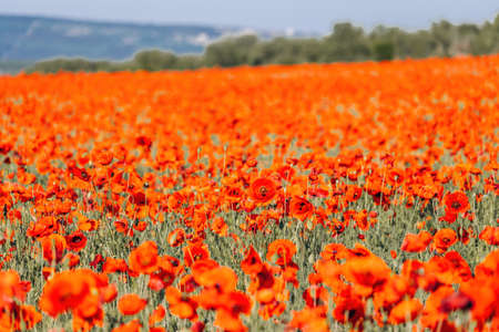 Large Field with red poppies and green grass at sunset. Beautiful field scarlet poppies flowers with selective focus. Red poppies in soft light. Glade of red poppies. Soft focus blur. Papaver sp.の写真素材