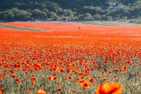 Large Field with red poppies and green grass at sunset. Beautiful field scarlet poppies flowers with...