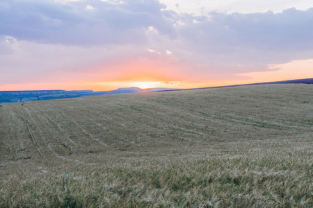 Green wheat field in countryside, close up. Field of wheat blowing in the wind at sunny spring day. Young and green Spikelets. Ears of barley crop in nature. Agronomy, industry and food production.の写真素材