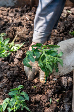 Senior grandfather gardening on the ground kneeling, sunny day. Tomato seedlights and shovel in hands. Cultivation of vegetables, agriculture. Gardening in the summer house in the spring seasonの写真素材