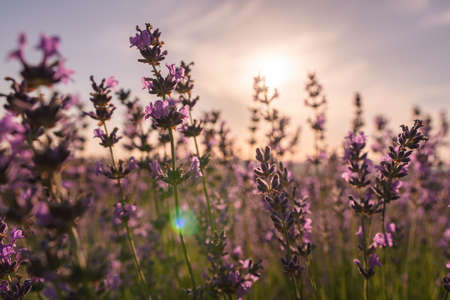Close up Lavender flower blooming scented fields in endless rows on sunset. Selective focus on Bushes of lavender purple aromatic flowers at lavender fields Abstract blur for background.の写真素材