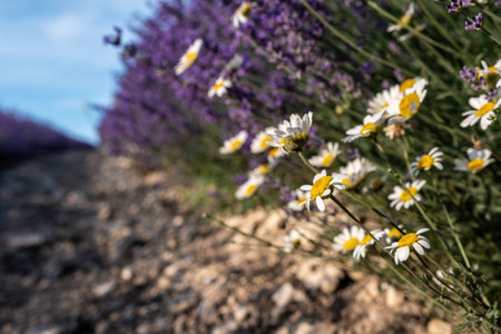 Close up on daisies in Lavender flower blooming scented fields in endless rows on sunset. Selective focus on Bushes of lavender purple aromatic flowers at lavender fields Abstract blur for background.の写真素材