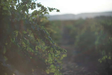 Ripe blue grapes growing in vineyard at sunset time, selective focus. Vineyards grape at sunset in autumn harvest. Winemaking concept. Beautiful grapes ready for harvest. Golden evening light.の写真素材