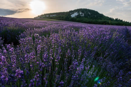 Close up Lavender flower blooming scented fields in endless rows on sunset. Selective focus on...