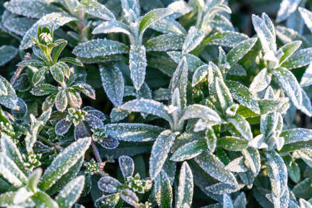 Selective focus. First frost on a frozen field plants, late autumn close-up. Beautiful abstract frozen microcosmos pattern. Freezing weather frost action in nature. Floral backdrop.の写真素材