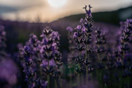 Close up Lavender flower blooming scented fields in endless rows on sunset. Selective focus on Bushes of lavender purple aromatic flowers at lavender fieldsの写真素材