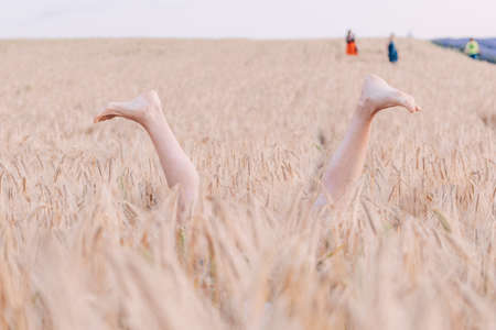 Selective focus. Slender ballerina girl legs in wheat field in countryside. Field of wheat blowing in the wind at sunny spring day. Young and green Spikelets. Agronomy, industry and food production.の写真素材
