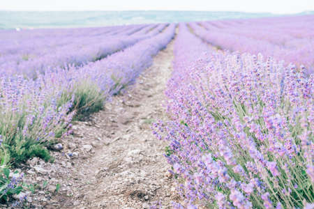 Close up Lavender flower blooming scented fields in endless rows on sunset. Selective focus on Bushes of lavender purple aromatic flowers at lavender fieldsの写真素材