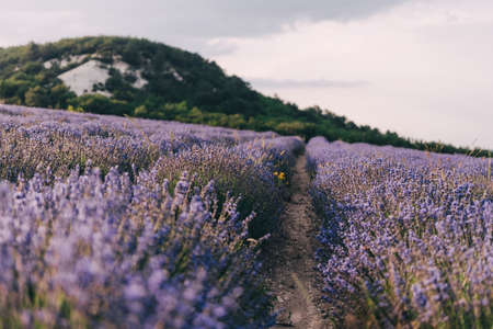 Close up Lavender flower blooming scented fields in endless rows on sunset. Selective focus on...