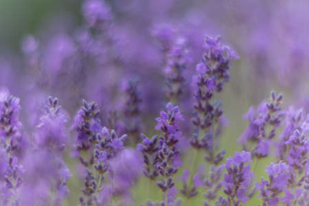 Close up Lavender flower blooming scented fields in endless rows on sunset. Selective focus on...