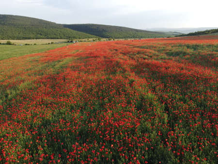 Aerial view on large field of red poppies and green grass at sunset. Beautiful field scarlet poppies...