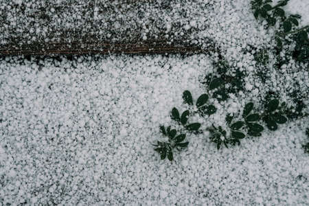 Selective focus. First snow on a frozen field plants, late autumn close-up. Beautiful abstract...
