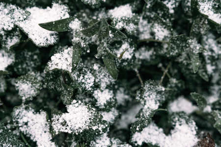 Selective focus. First snow on a frozen field plants, late autumn close-up. Beautiful abstract frozen microcosmos pattern. Freezing weather frost action in nature. Floral backdrop.の写真素材