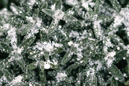 Selective focus. First snow on a frozen field plants, late autumn close-up. Beautiful abstract frozen microcosmos pattern. Freezing weather frost action in nature. Floral backdrop.の写真素材