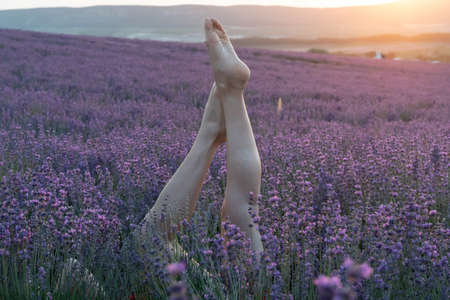 Selective focus. Slender ballerina girl legs in lavender bushes, warm sunset light. Bushes of purple lavender in blossom, aromatic flowers at lavender fields of the French Provence near Valensoleの写真素材