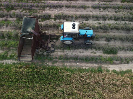 Aerial drone view of a tractor harvesting flowers in a lavender field. Abstract top view of a purple...