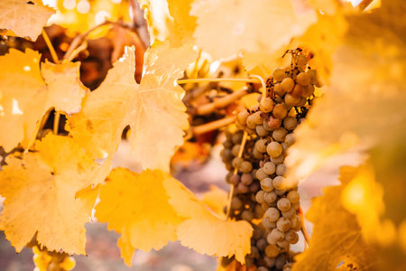 Ripe grape bunch among grapevine leaves at vineyard in warm sunset sunlight. Beautiful clusters of...