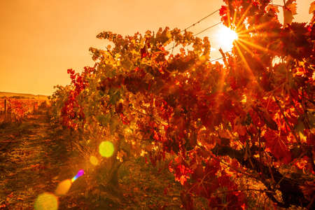 Bright autumn red orange yellow grapevine leaves at vineyard in warm sunset sunlight. Beautiful clusters of ripening grapes. Winemaking and organic fruit gardening. Close up. Selective focus.の写真素材
