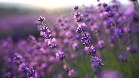 Blooming lavender in a field at sunset. Provence, France. Close up. Selective focus. Lavender flower...