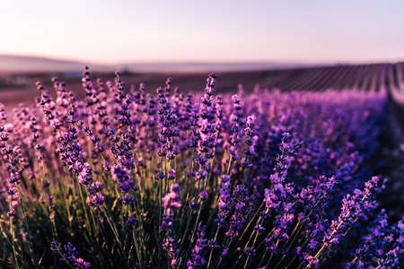 Lavender flower background with beautiful purple colors and bokeh lights. Blooming lavender in a...