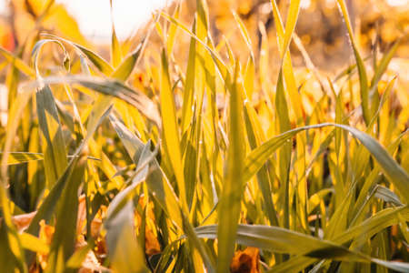 Close up of the green grass lawn and autumn foliage with sun beam, soft focus, copy space.の写真素材