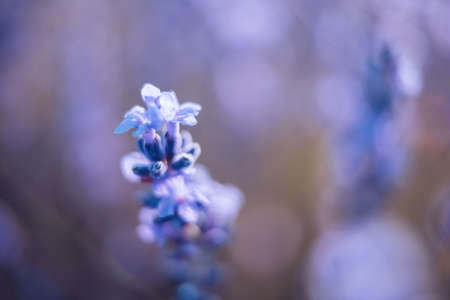 Lavender flower background with beautiful purple colors and bokeh lights. Blooming lavender in a...