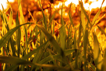 Close up of the green grass lawn and autumn foliage with sun beam, soft focus, copy space.の写真素材