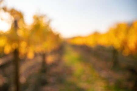 Abstract defocused bright autumn red orange yellow grapevine leaves at vineyard in warm sunset sunlight. Beautiful clusters of ripening grapes. Winemaking and organic fruit gardening.の写真素材