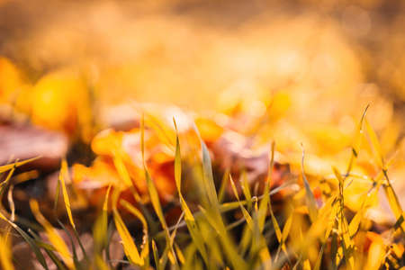 Close up of the green grass lawn and autumn foliage with sun beam, soft focus, copy space.の写真素材
