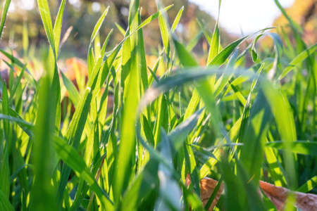 Close up of the green grass lawn and autumn foliage with sun beam, soft focus, copy space.