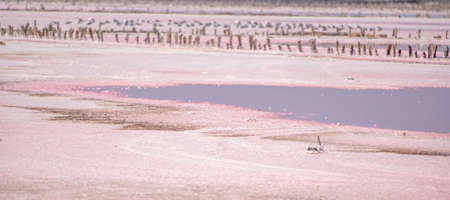 Pink salt crystals. Natural pink salt lake texture. Salt mining. Extremely salty pink lake, colored by microalgae with crystalline salt depositionsの写真素材