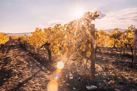 Bright autumn red orange yellow grapevine leaves at vineyard in warm sunset sunlight. Beautiful clusters of ripening grapes. Winemaking and organic fruit gardening. Close up. Selective focus.の写真素材