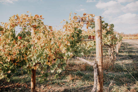 Bright autumn red orange yellow grapevine leaves at vineyard in warm sunset sunlight. Beautiful clusters of ripening grapes. Winemaking and organic fruit gardening. Close up. Selective focus.の写真素材